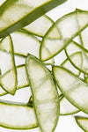 Inuline